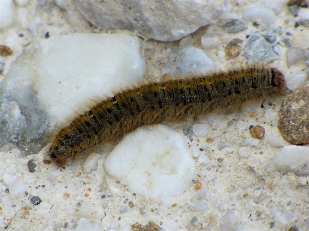 Identificazione bruco:  Lasiocama quercus